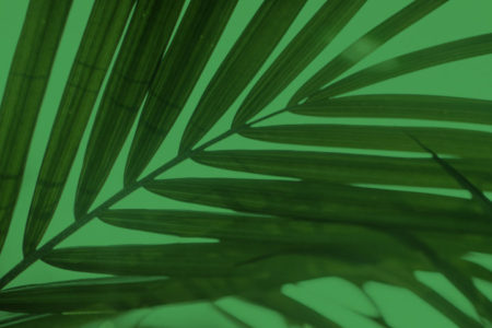 palm sunday